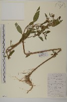 狼把草藏品圖，第1張