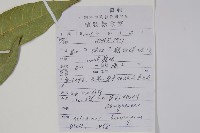 川山橙藏品圖，第2張