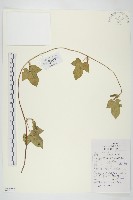 裂葉牽牛藏品圖，第1張