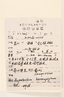 線紋香茶菜藏品圖，第2張