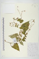 飛蛾藤藏品圖，第1張