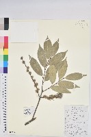 西南米櫧藏品圖，第1張