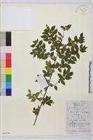 異葉鼠李藏品圖，第1張