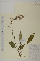 登錄號:S099797藏品圖，第1張