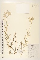 登錄號:S099804藏品圖，第1張