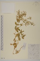 繁縷藏品圖，第1張