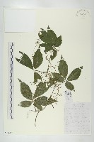 絞股藍藏品圖，第1張