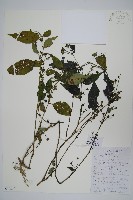 球花馬藍藏品圖，第1張