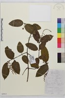 疏花雀梅藤藏品圖，第1張