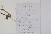 土牛膝藏品圖，第2張