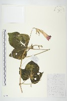 裂葉牽牛藏品圖，第1張