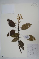 異葉梁王茶藏品圖，第1張