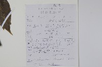異葉梁王茶藏品圖，第2張