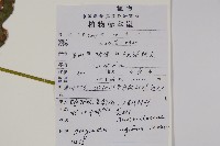 柳葉牛膝藏品圖，第2張