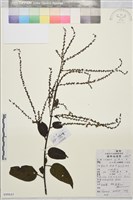 毛咀簽藏品圖，第1張