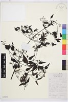 威靈仙藏品圖，第1張