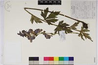 烏頭藏品圖，第1張