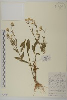 甘川紫菀藏品圖，第1張