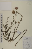 華薊藏品圖，第1張