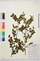 勾兒茶藏品圖，第1張