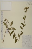 毛枝紫菀藏品圖，第1張