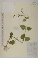 下田菊藏品圖，第1張
