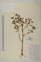 登錄號:S099880藏品圖，第1張