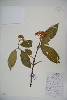 水紅木藏品圖，第1張