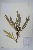 細葉十大功勞藏品圖，第1張