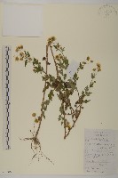 油菊、野菊藏品圖，第1張