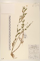 雞兒腸藏品圖，第1張