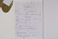乳突果藏品圖，第2張
