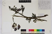 烏頭藏品圖，第1張