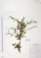 天門冬藏品圖，第1張
