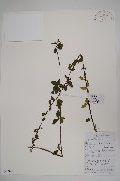 二翅六道木藏品圖，第1張