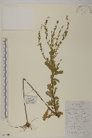 牡蒿藏品圖，第1張