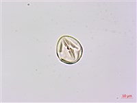 疏花山螞蝗、大葉拿身草藏品圖，第3張