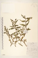 蟛蜞菊藏品圖，第1張