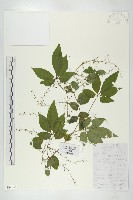 絞股藍藏品圖，第1張