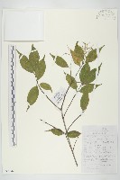 貴州四照花藏品圖，第1張