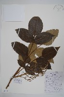 鹽膚木藏品圖，第1張