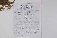 鹽膚木藏品圖，第2張