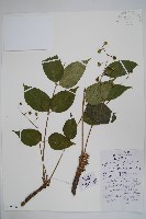 漆樹藏品圖，第1張