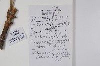 漆樹藏品圖，第2張