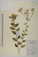 白舌紫菀藏品圖，第1張