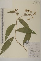薄葉艾納香藏品圖，第1張