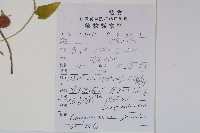 大花金錢豹藏品圖，第2張
