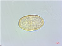 紫花竊衣藏品圖，第1張