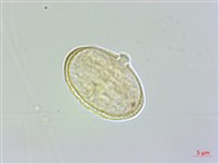 紫花竊衣藏品圖，第2張