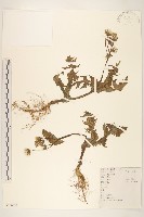 苦滇菜、苦菜藏品圖，第1張